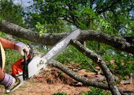 Malta, MT Tree Removal and Landscaping Services Company